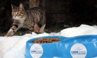 Limak, sokak hayvanlarını unutmadı