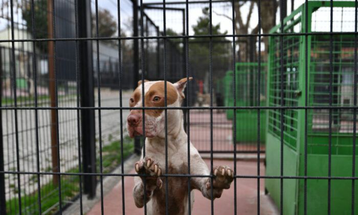 Yasaklı köpekler barınakta korunuyor