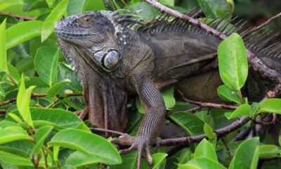 En ilginç meteorolojik uyarı! Başınıza ‘iguana’ yağabilir