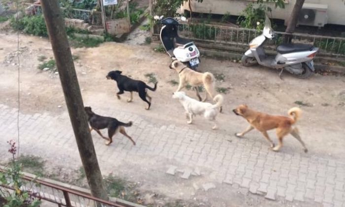 Bursalı çiftçi köpeklerin saldırısına uğradı