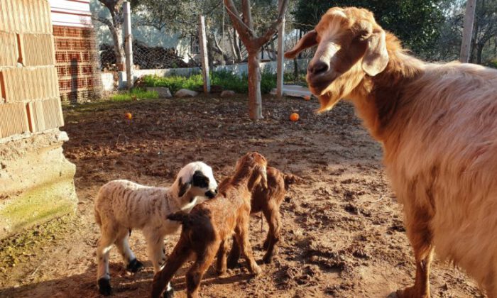 Bir ilginç olay! Keçi, iki oğlak bir kuzu doğurdu