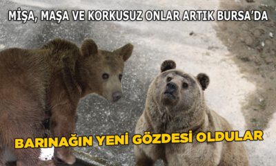 Karacabey barınağına 3 yeni üye