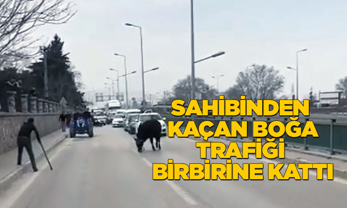 Bursa’da kaçan boğa ortalığı birbirine kattı