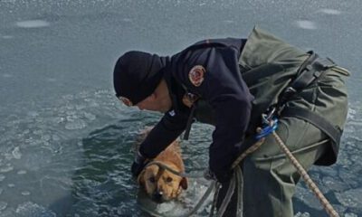 Bursa’da itfaiye köpeği donmaktan kurtardı