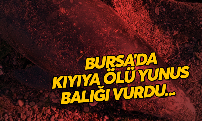 Bursa’da ölü yunus sahile vurdu