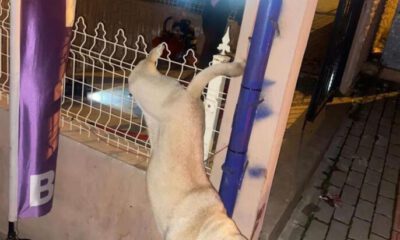 Bursa’da parmaklıklara takılan köpeği itfaiye kurtardı