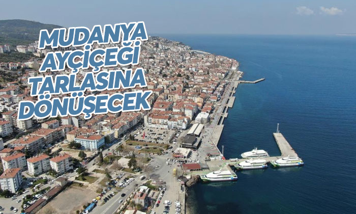 Mudanya’da belediye arazileri ayçiçeği tarlası olacak