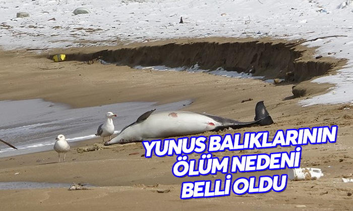 Sinop’taki yunusların ölüm sebebi ‘boğulma’