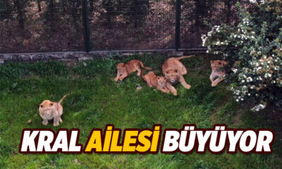 Bursa’nın kral ailesi büyüyor