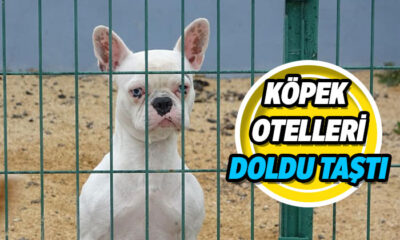 Bayram öncesi köpek otellerinde yer kalmadı