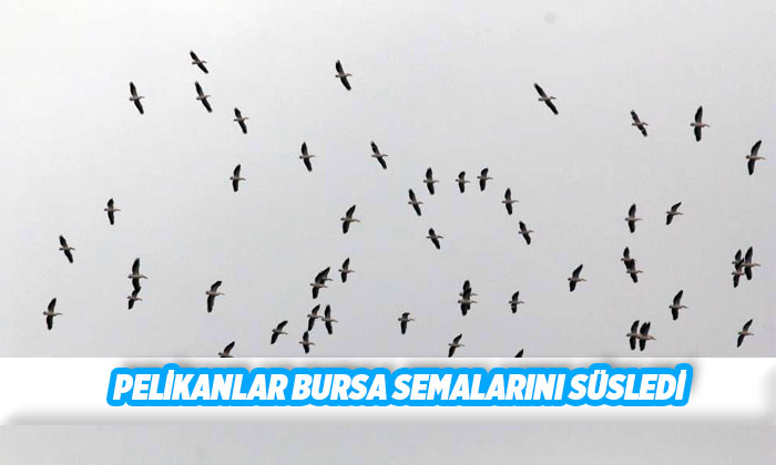 Bursa semalarında 35 bin pelikanın göç yolculuğu