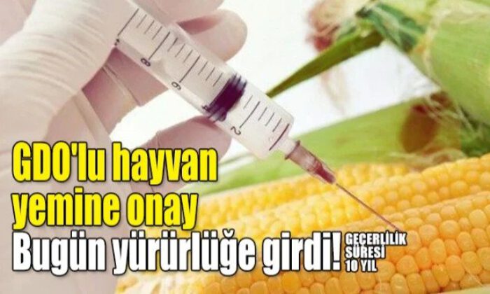 GDO’lu hayvan yemine onay çıktı