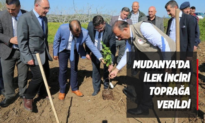 Mudanya’da ilek incir dikimi yapıldı