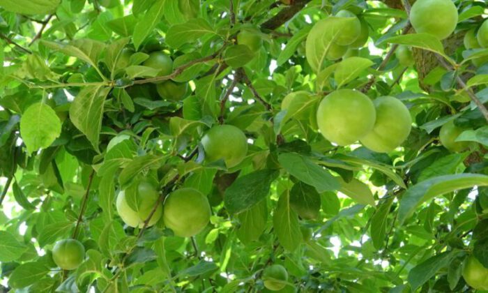 Meşhur İznik papaz eriği hasadı gün sayıyor