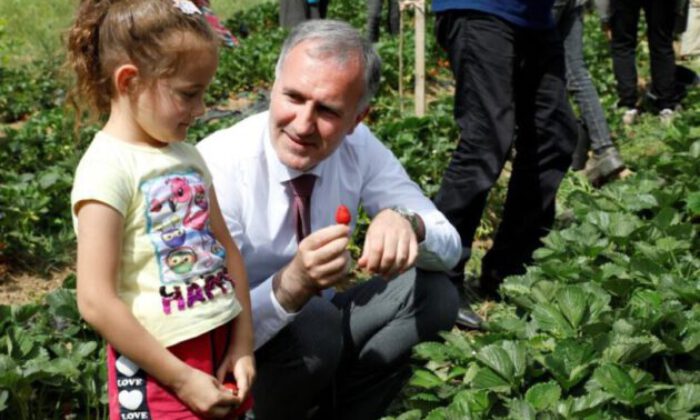 Bursa’da çilek hasadı başladı