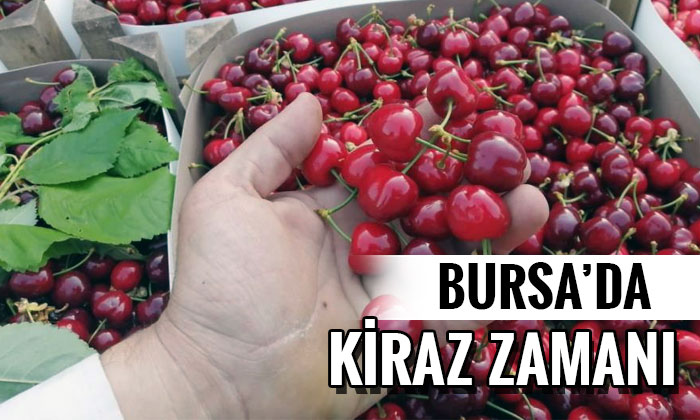 Bursa’da kiraz hasadı başladı