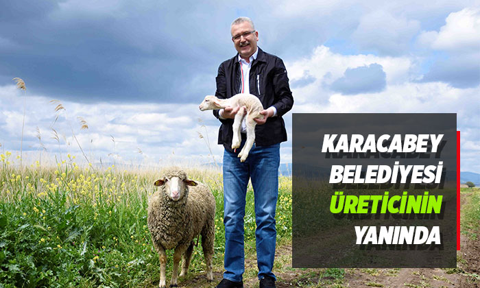 Karacabey’de domates ekimi başladı