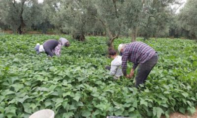 Fasulye hasadı başladı