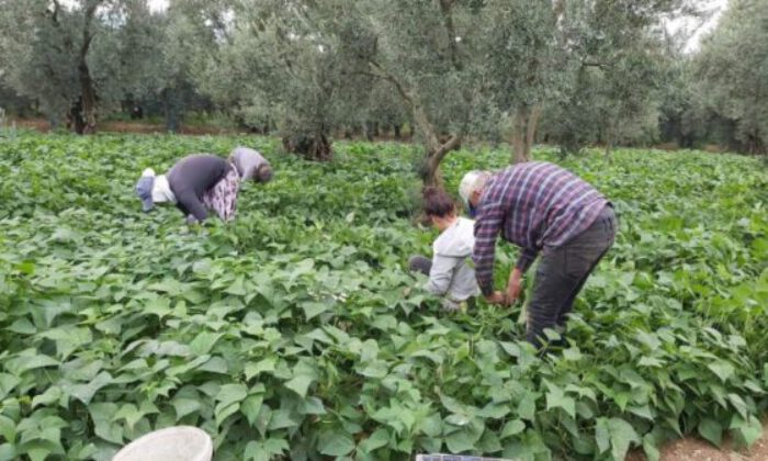 Fasulye hasadı başladı