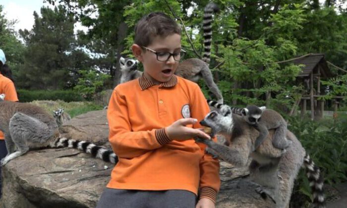 Öğrenciler lemurları elleriyle besledi