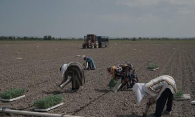 Mustafakemalpaşa’da 280 bin ton salçalık domates ekimi başladı