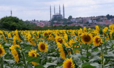 Ayçiçeğinde son 10 yılın en yüksek verimi bekleniyor