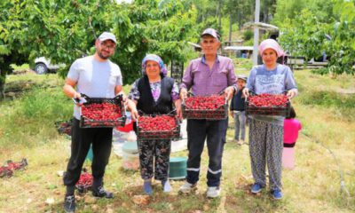 Çameli’nin ünlü yayla kirazında hasat başladı