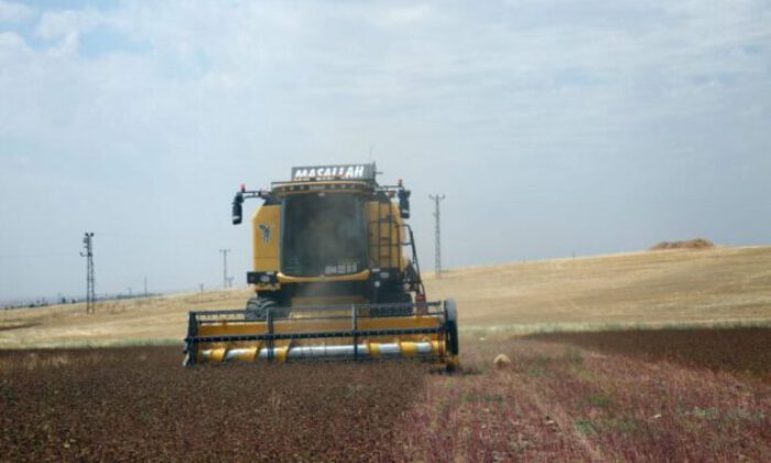 Mardin’de çölyak hastaları için ekilen karabuğdayın hasadı yapıldı