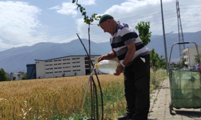 Sokak sokak gezip her yere meyve fidanı dikiyor