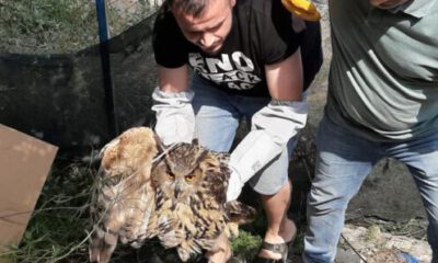 Yaralı puhu kuşunu nefes kesen operasyonla kurtardılar