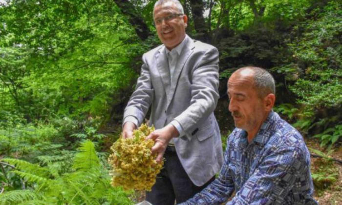 Bursa’nın dünyaca ünlü ıhlamur ormanlarında hasat başladı