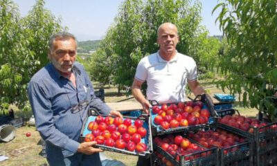 Bursa’da şeftali hasadı başladı