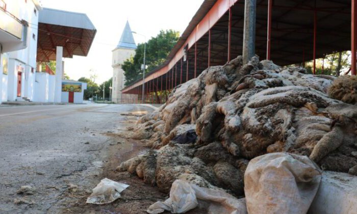 Kurban derileri Kırkpınar Er Meydanı’nda kokmaya başladı