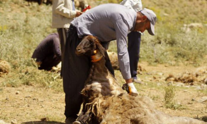 Yüksekova’da renkli koyun kırkma şenliği