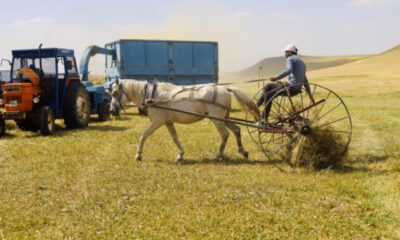 Toprağın emekçileri kavurucu sıcaklar altında ter döküyor