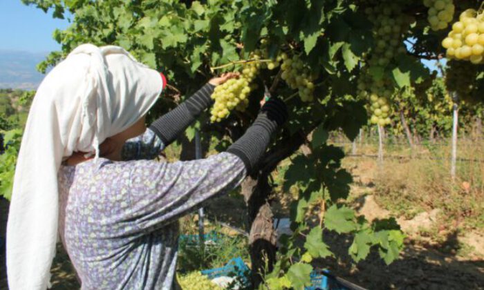 Hasat edilen üzümlerde ilk ihraç tırları yola çıktı