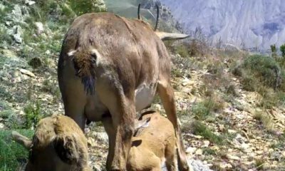 Anne yaban keçisi yavrularını emzirirken görüntülendi