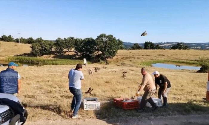 Kırklareli’nde doğaya bin keklik salındı