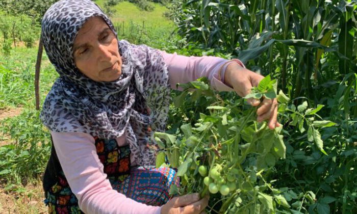 Sakarya’da şaşırtan olay: Tarlalarına patates ektiler, domates çıktı