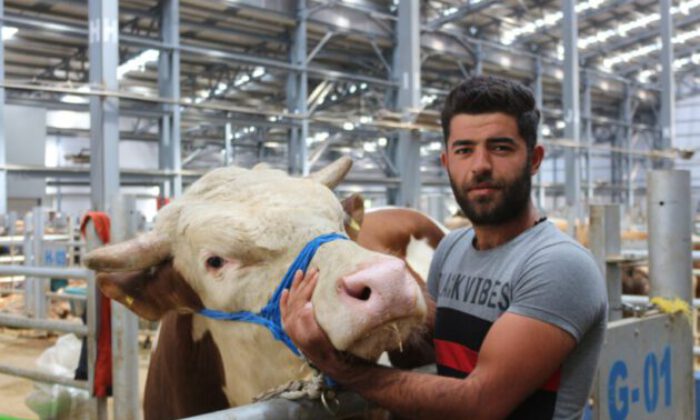 Bir tonluk kilosuyla canlı hayvan pazarının gözdesi ‘Dadaş’ isimli boğa oldu