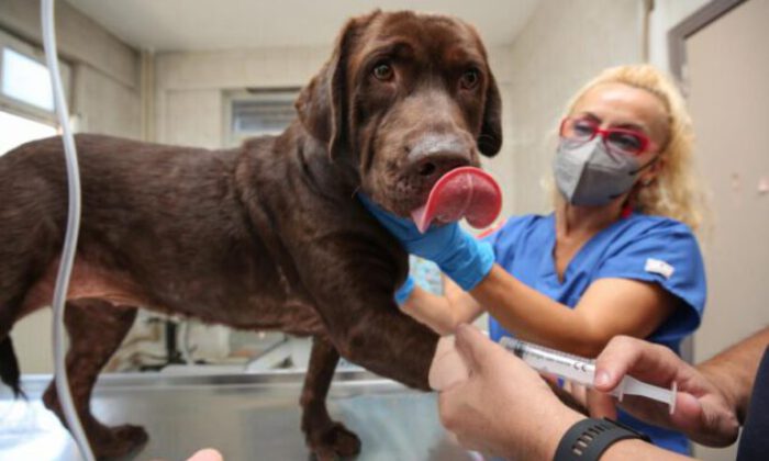 Bursa’da ilk kez bir köpek, hücre kök tedavisiyle sağlığına kavuştu