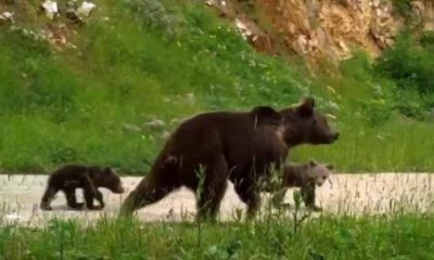 Uludağ’da yaban hayatı