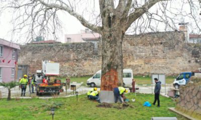 Asırlık çınarlar ‘Çınar Hekimleri’ ile güvende