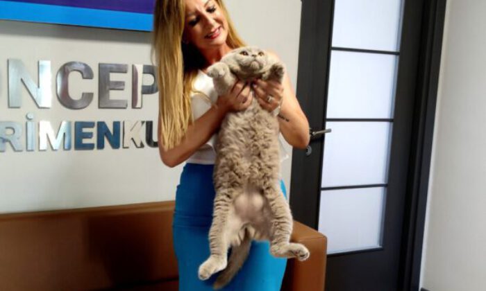 Obez kedi tam 8,5 kilo ağırlığında