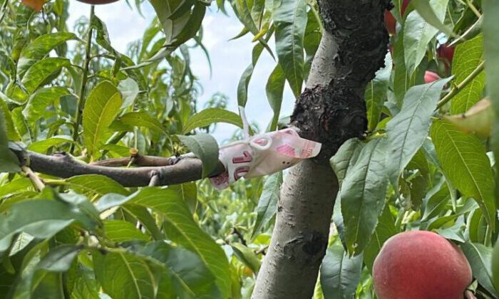 Kopardığı şeftali için ağaca para bağladı