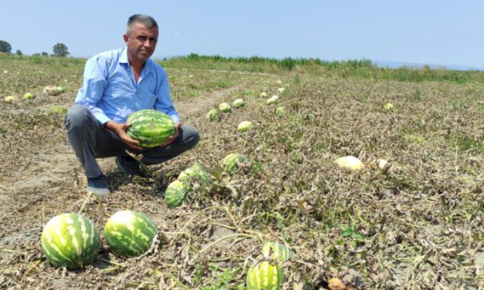 Tarlada 80 kuruşa kadar düştü, tezgahta 4-5 lira