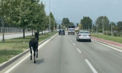 Bursa’da başıboş at trafiği alt üst etti