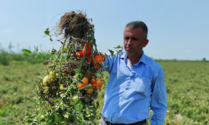 Hasada sayılı günler kala binlerce dönüm domates kurudu