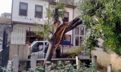 Mudanya’da yıldırım türbe içindeki ağacı ikiye böldü