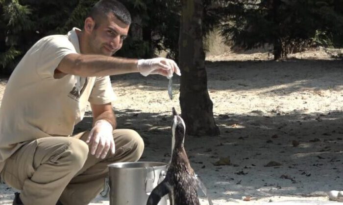 Sıcaktan bunalan hayvanların buzlu meyve keyfi